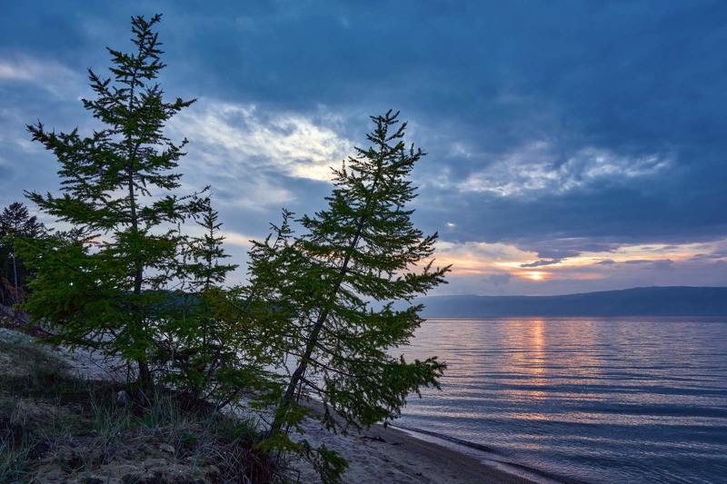 Лиственницы на берегуphoto preview