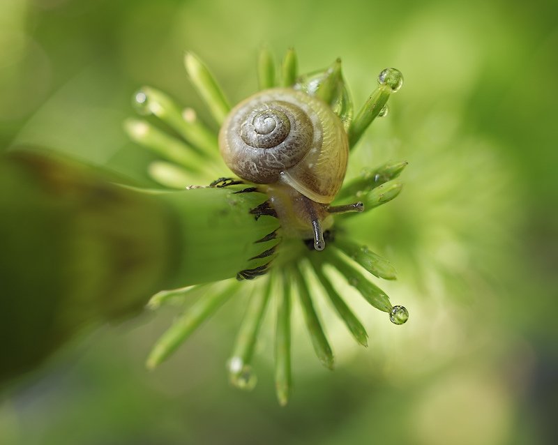 природа, улитка, хвощ Головокружениеphoto preview