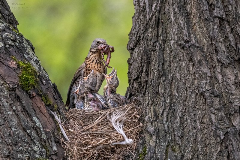 птицы, фотоохота, дрозды, рябинник Забот полон ротphoto preview