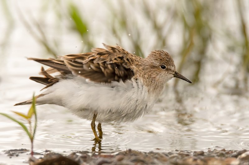 белохвостый песочник,кулик, вода, мель, Москва река, птицы Подмосковья, пролётные птицы,Calidris temminckii Чистка перьевphoto preview