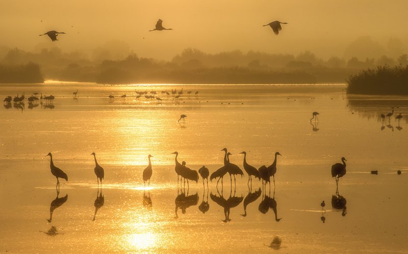 Golden Lake Hulaphoto preview
