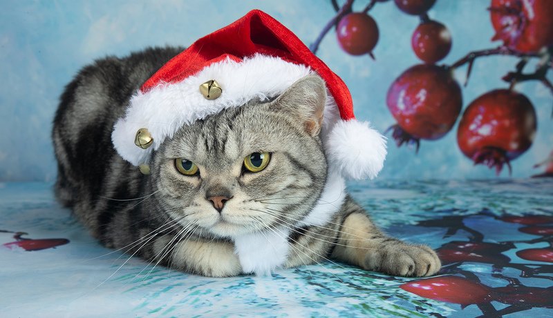 сat, кошка, животные, кошки,американский короткошерстный кот, american shorthair cat,  новый год, праздник Маркиз в ожидании чудаphoto preview