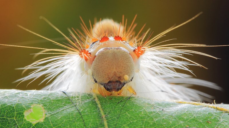 Perina nudaphoto preview
