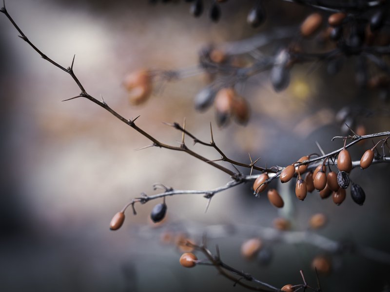 jesień Autumnphoto preview