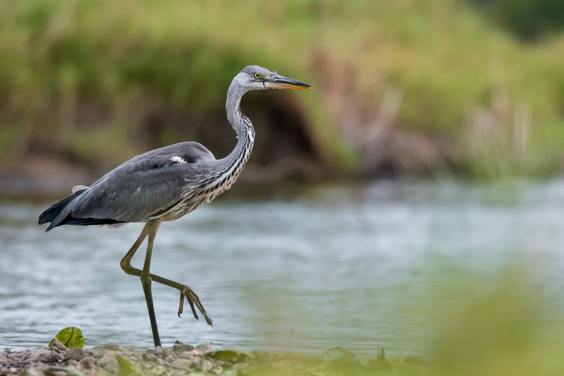 серая цапля, вода, Москва река, птица в воде, Ardea cinerea, серый, цапля на мели, изгибы, птица с длинной шеей, серая птица Будни рыболоваphoto preview