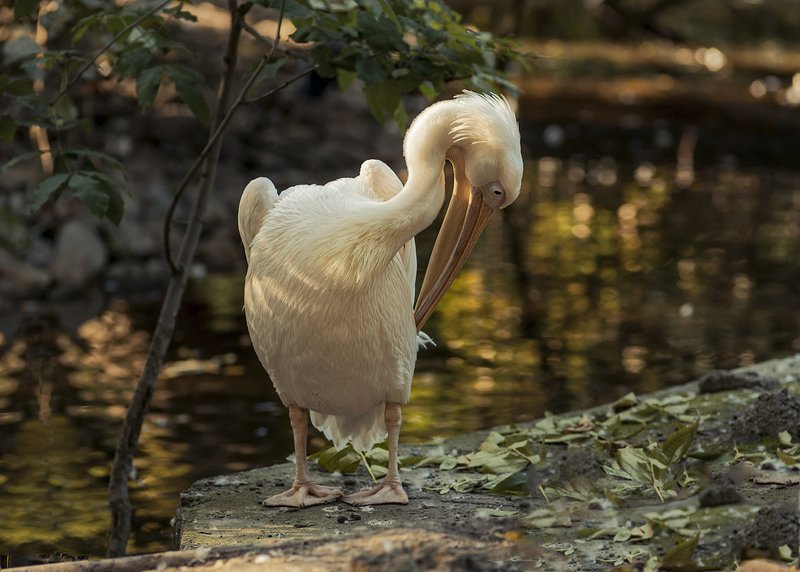 пеликан Без стайлинговых средств.photo preview