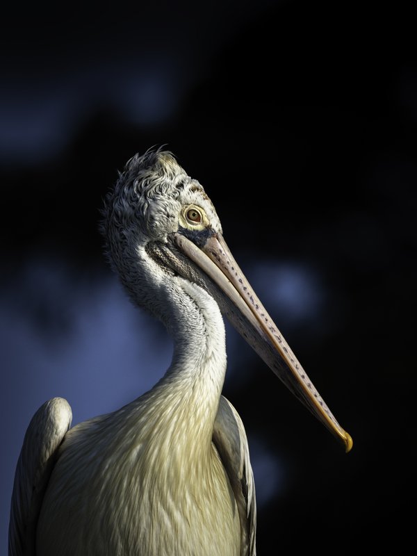 Spot-billed pelicanphoto preview