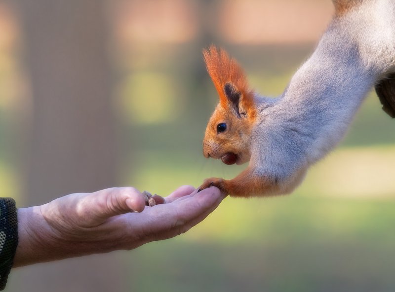 ДОВЕРИЕphoto preview