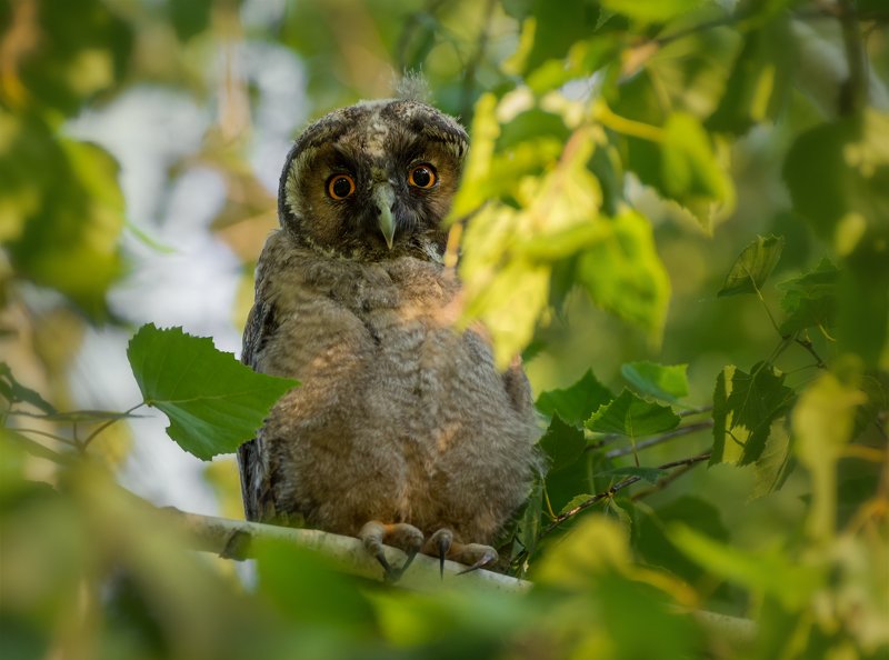 птица, сова, совёнок, проснулось чудо.. фото превью