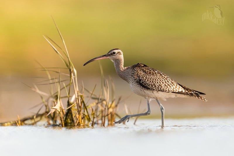 kulik mniejszyphoto preview