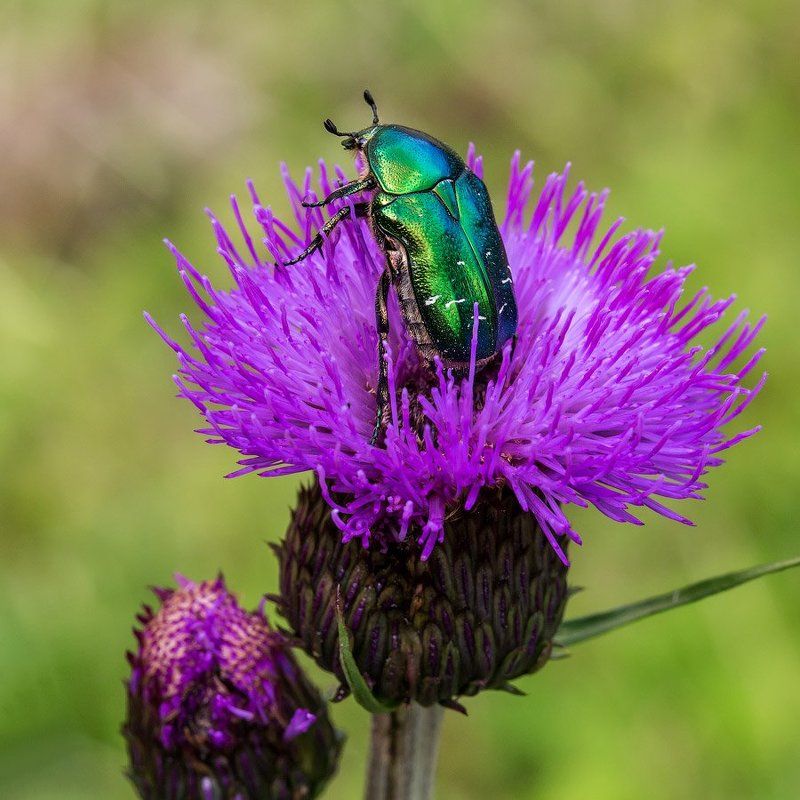 Бронзовка фото превью