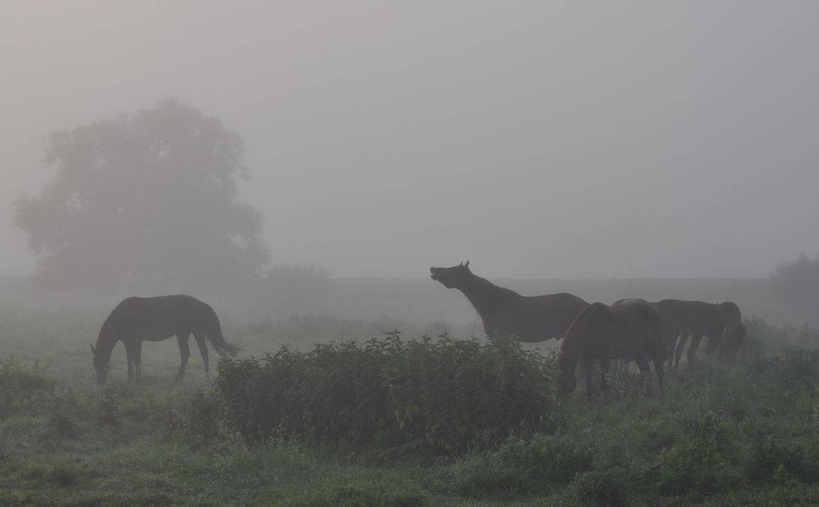 , Володимир Карчевський