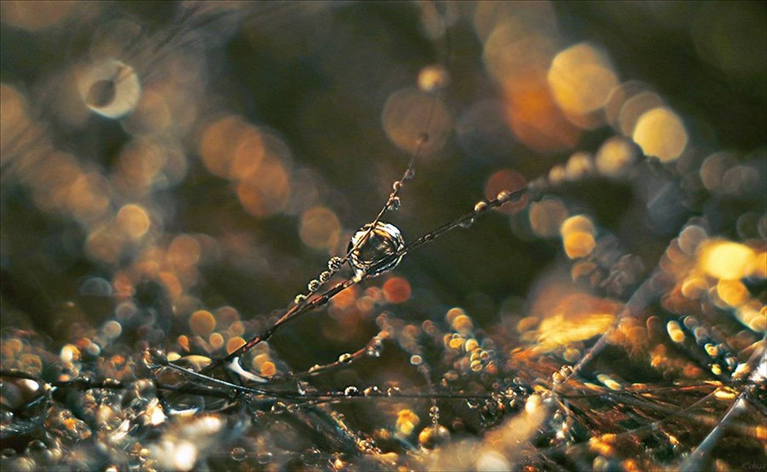 *. Автор: Chiga , Chiga