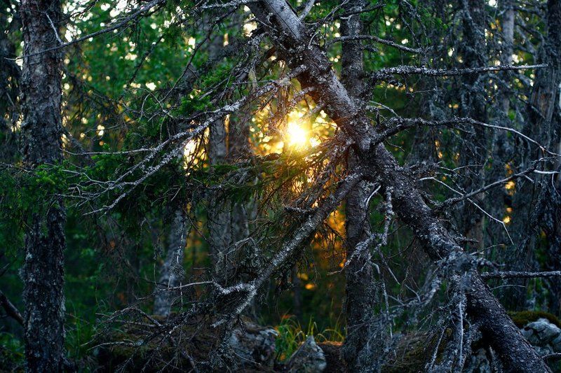 Утро в дремучем лесуphoto preview