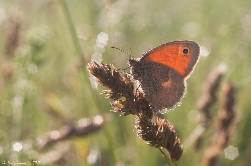 Водные процедурыphoto preview