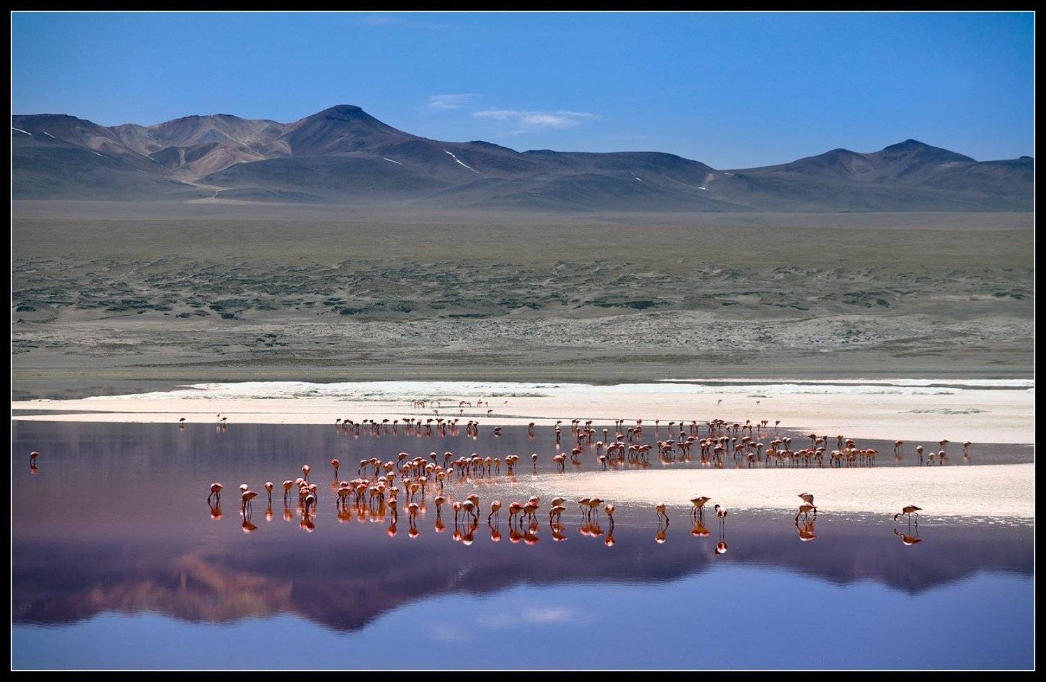 Альтиплано, Анды, Боливия, Фламинго, Виктория Роготнева