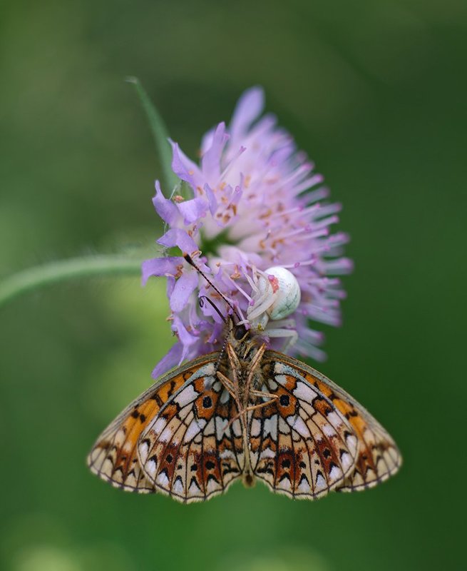 бабочка, макро, паук, паук и жертва, хищник и жертва И, на ушко нашепчу...photo preview