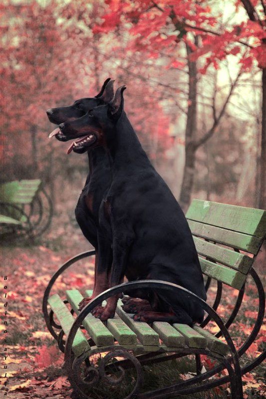 Влюбленный Шекспирphoto preview