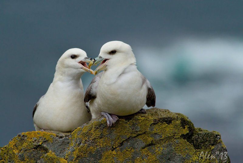 парочкаphoto preview