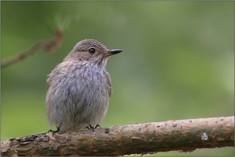 серая мухоловка, muscicapa striata *photo preview