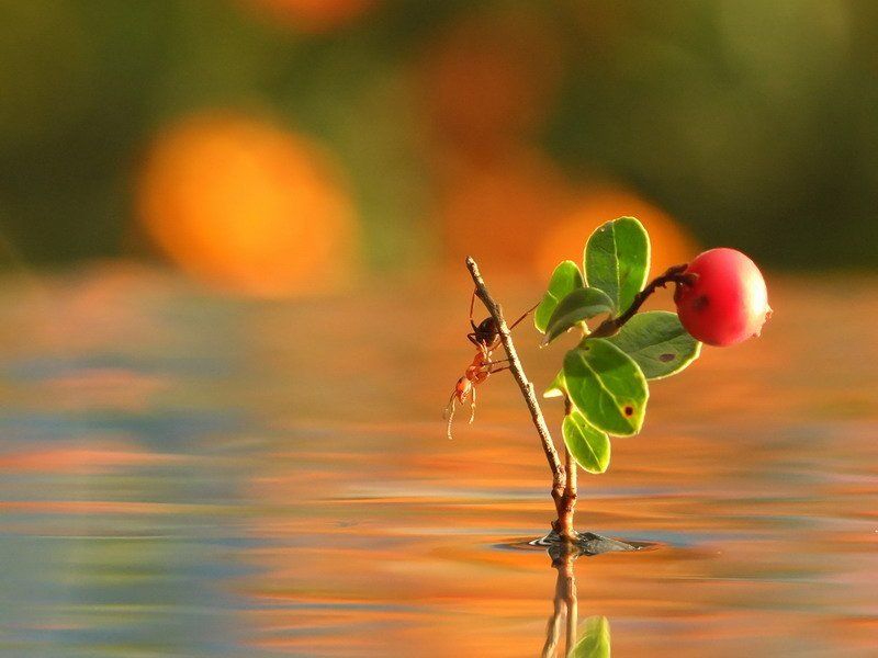 муравей Должна клюнуть по-настоящему крупная рыбаphoto preview