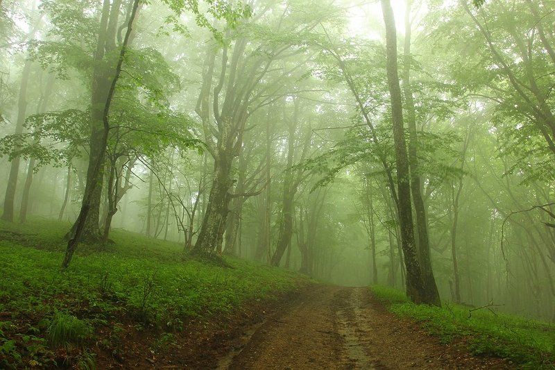 В буковом лесуphoto preview