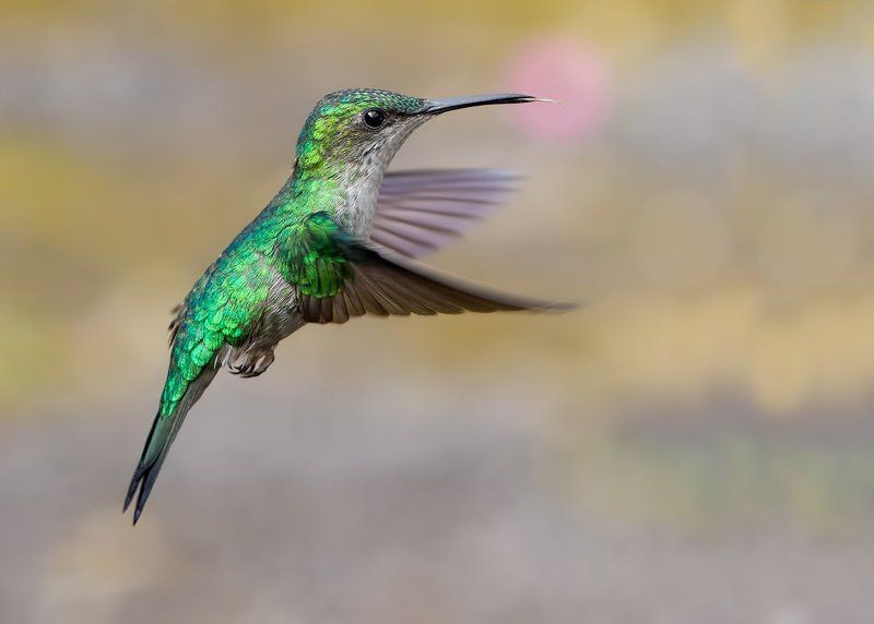 Колибри, Колибри-лесная нимфа., Птицы Дразнилкаphoto preview