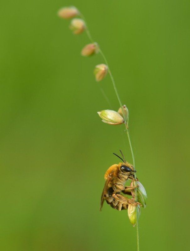 Сонная пчёлкаphoto preview