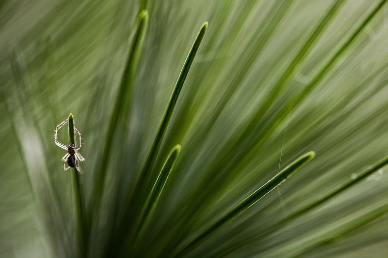 на иголкахphoto preview