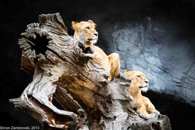 Hagenbeck, lion, Power, pride, Strong, Zoo, Увереность Прайдphoto preview