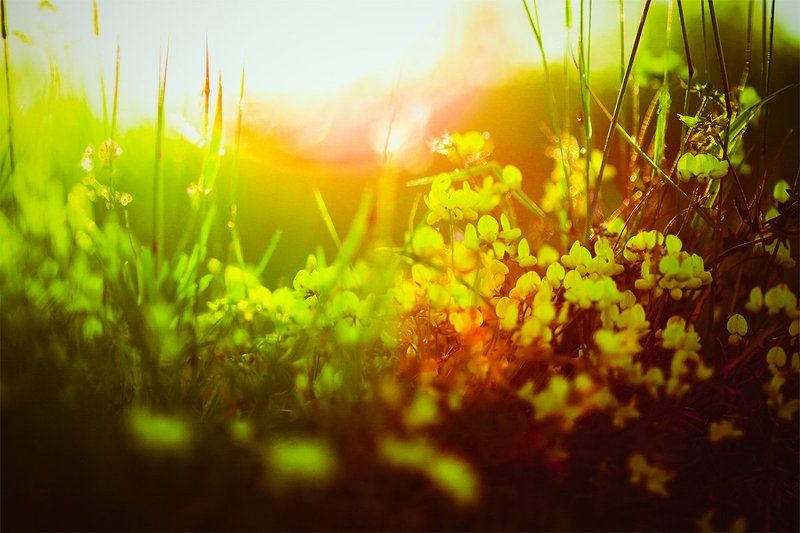 Nature dreamsphoto preview