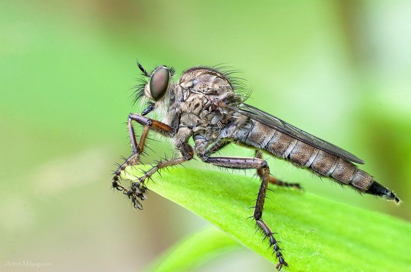 Robberflyphoto preview