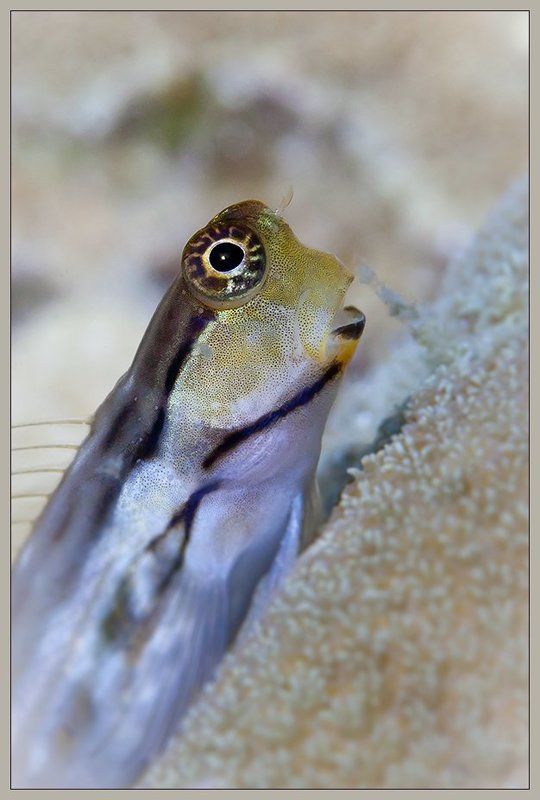 О рыбкахphoto preview