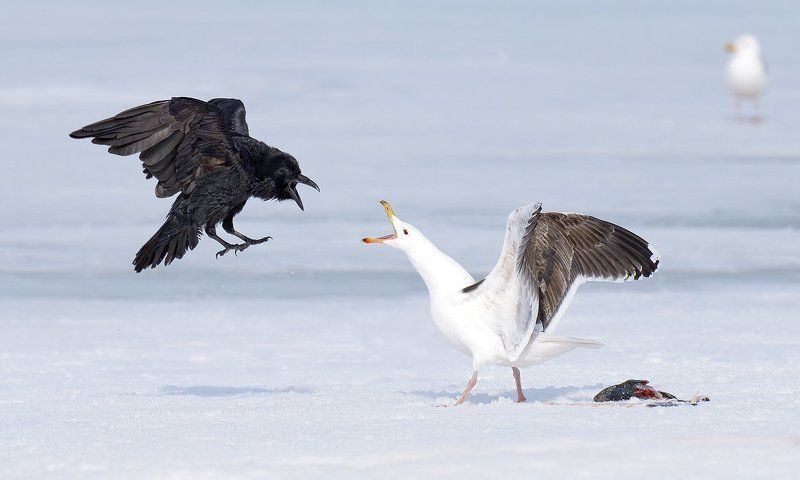 конфликтphoto preview