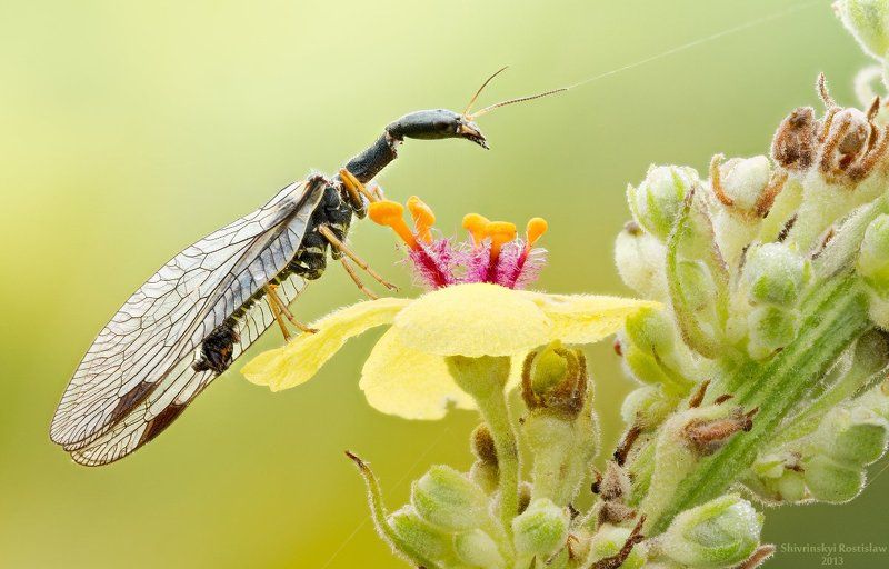 Верблюдphoto preview