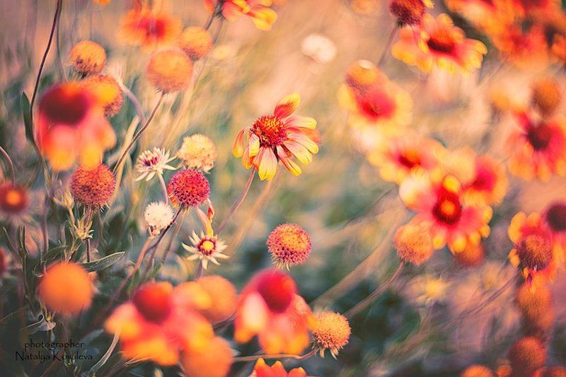 акварельphoto preview