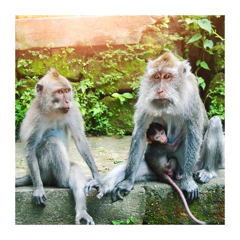 Животные, Мартышки, Обезьяна, Обезьяны, Семья Family фото превью