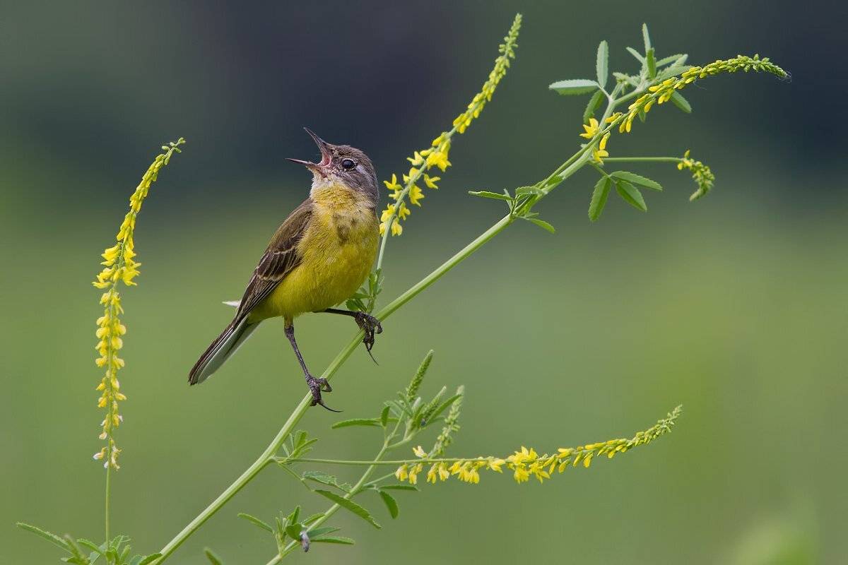 Лейся песня. Автор: Елена Давыдова , Елена Давыдова