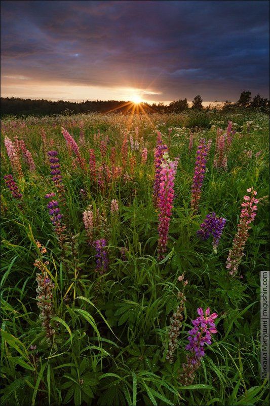 Вечер, Закат, Люпины ЛЮПИНОВЫЙ  ВЕЧЕРphoto preview
