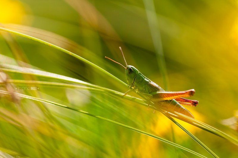 Grasshopper, Insects, Macro, Nature, Кузнечик, Макро, Природа, Солнце В траве сидел кузнечикphoto preview