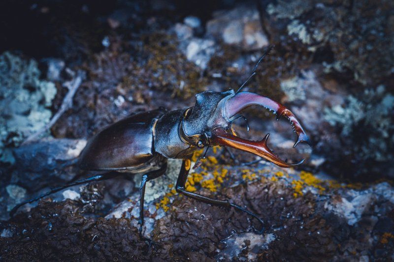 ОЛЕНЬ:)photo preview