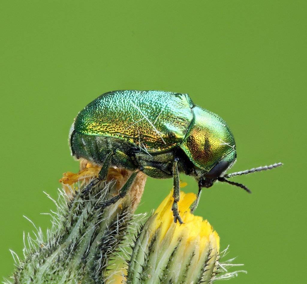 Металлик. Автор: Сергей Таланов , Сергей Таланов