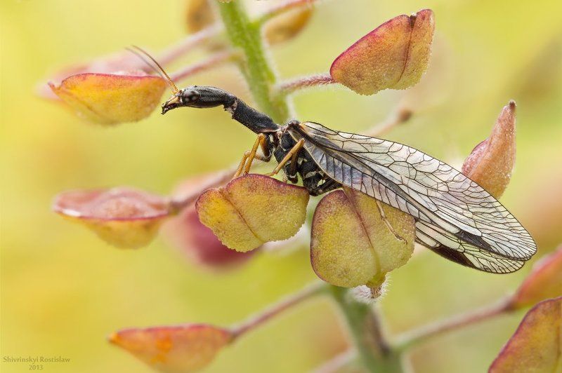 Верблюд с мешочкамиphoto preview