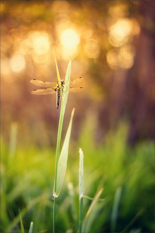 Встречая закатphoto preview