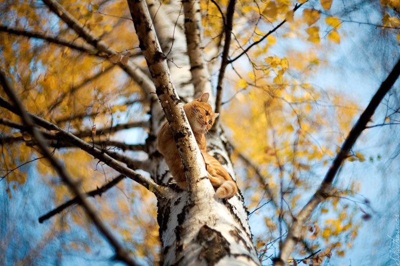 Рыжая осеньphoto preview