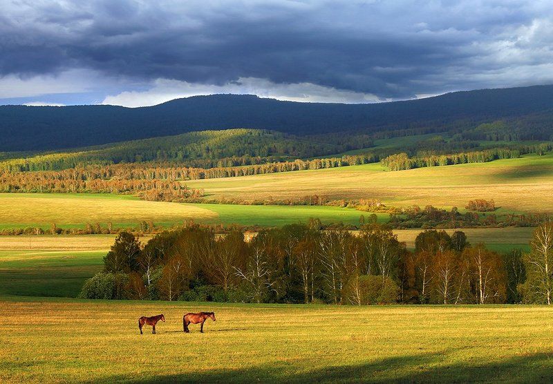 Про послушных лошадок...photo preview