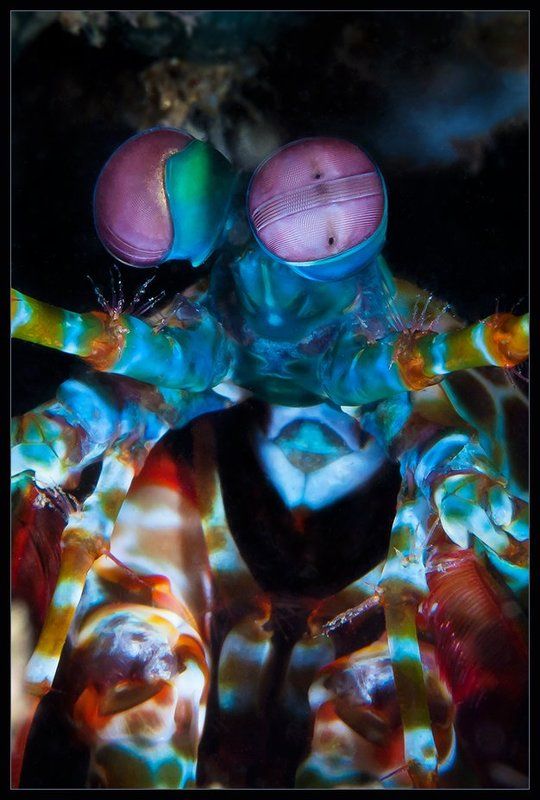 О креветкахphoto preview