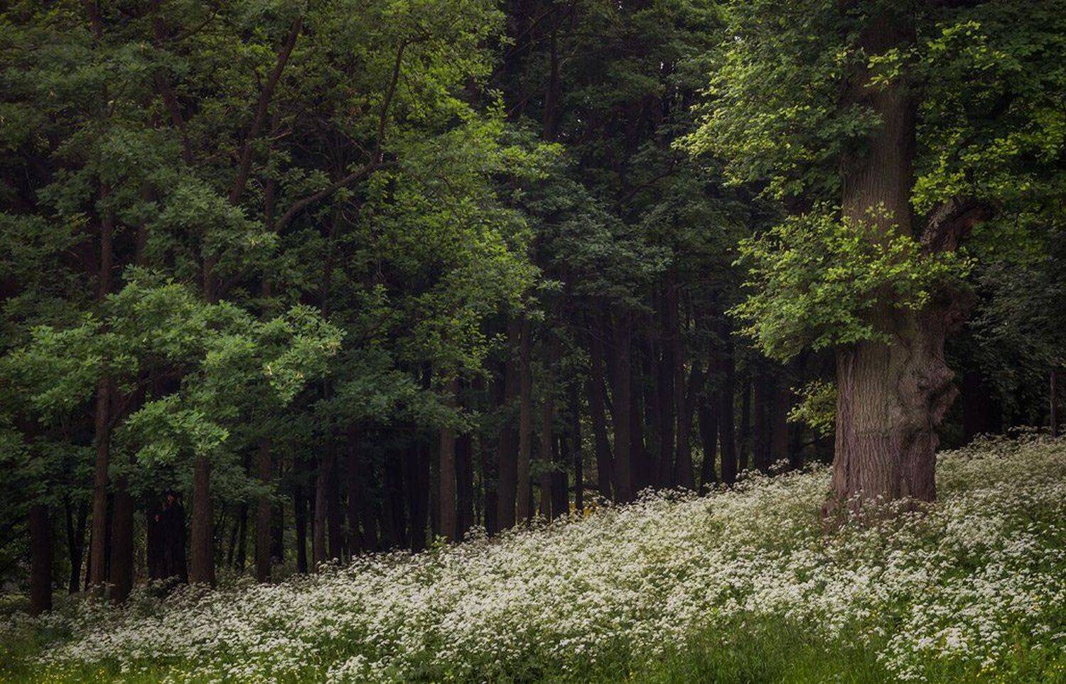 * * *. Автор: Сергей Полукаров , Сергей Полукаров