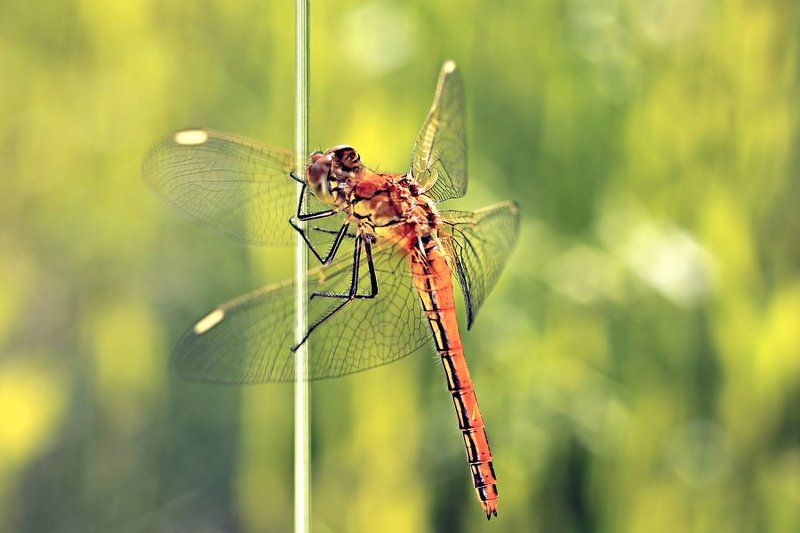 dragonflyphoto preview