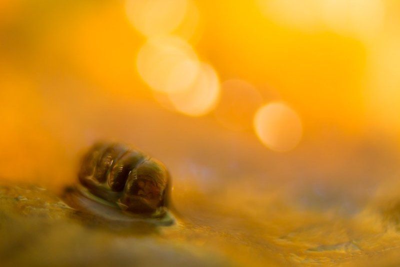 Vertigo sp.photo preview